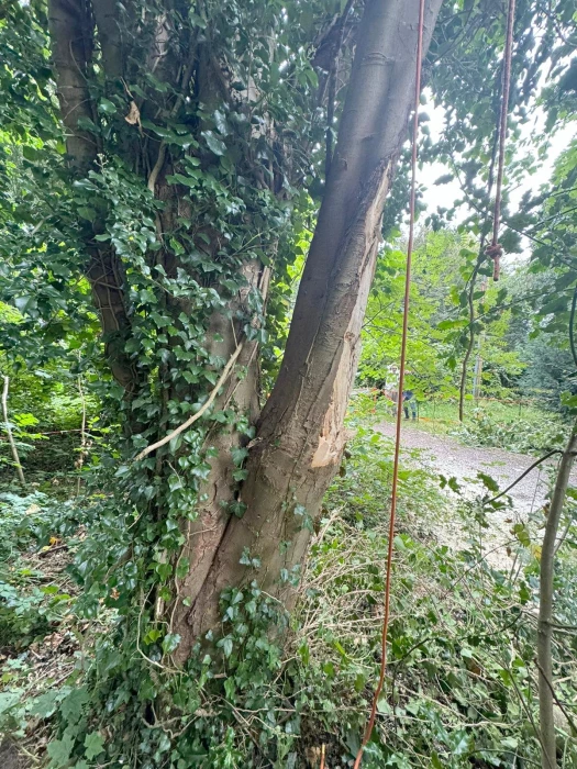 unsafe sycamore 24082024