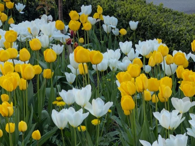village flowers