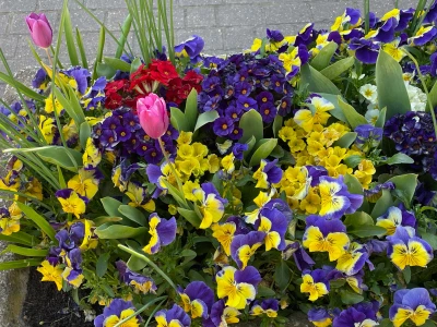 village flowers