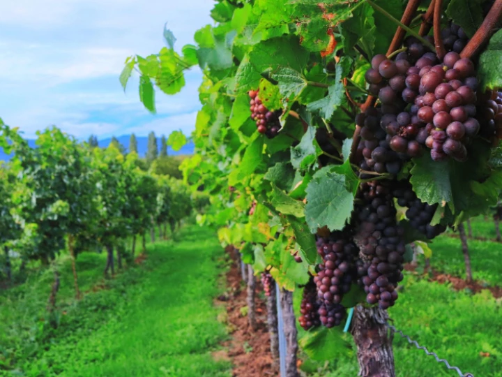 vineyard