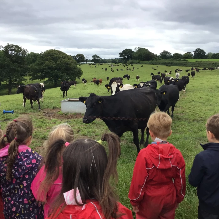 visiting the cows in the field before milking