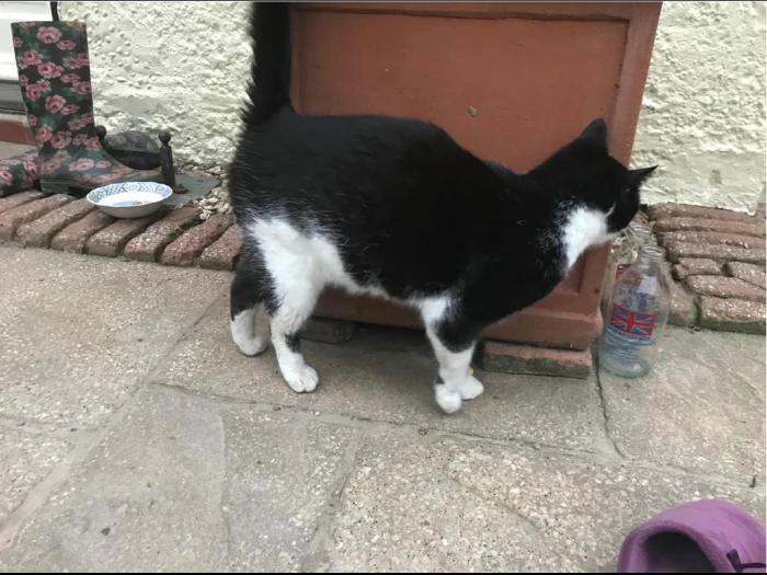 wandering cat