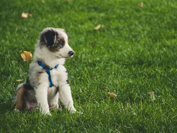 white and gray australian shepherd puppy sitting on grass field