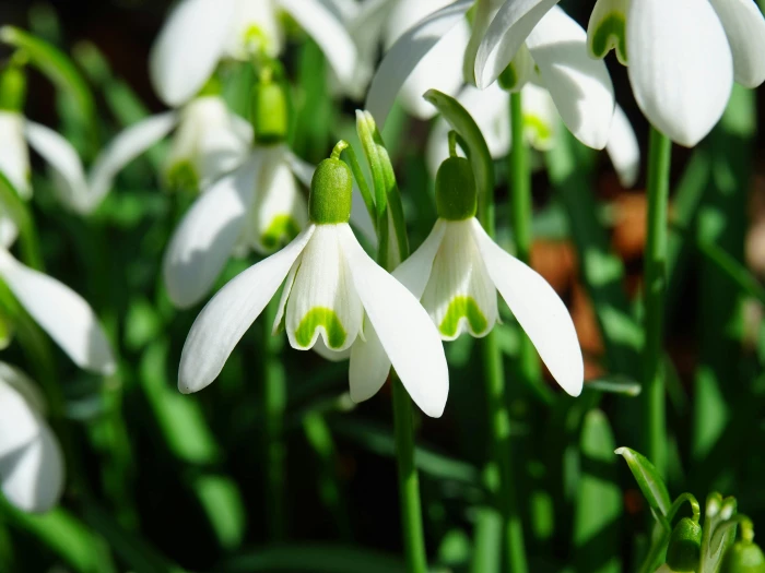 whiteandgreen snowdrop flowers closeup photography