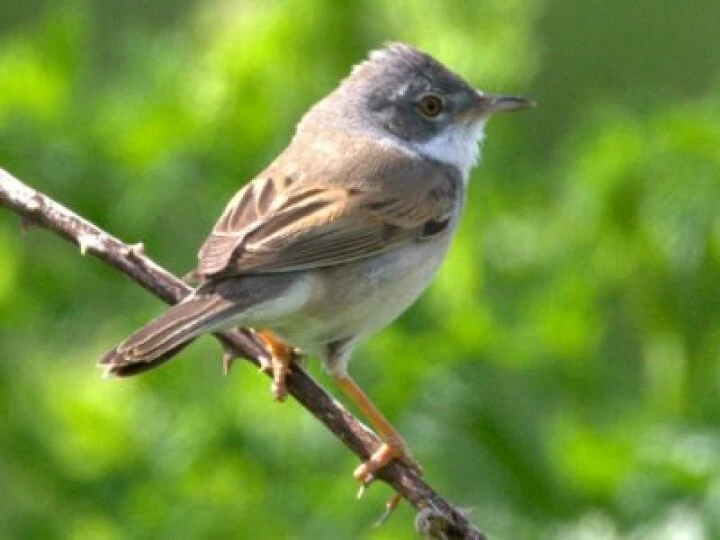 whitethroat