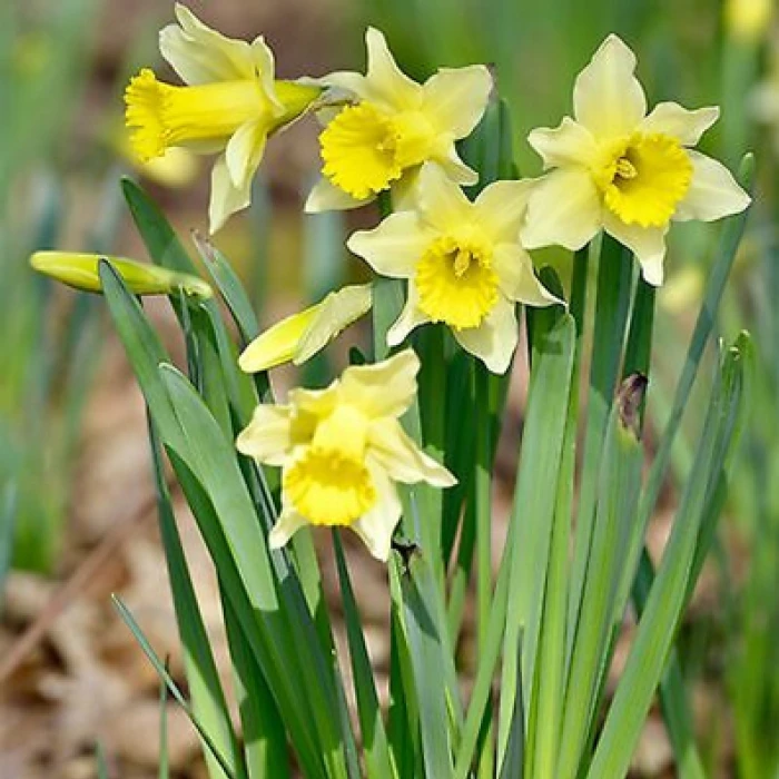 wild daffodil