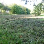 wild flower clearance
