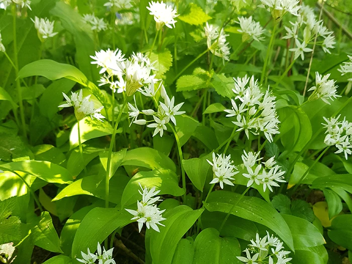 wild garlic