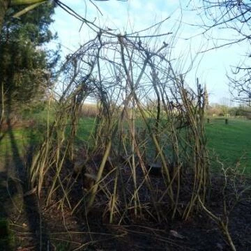 willowfeb20183