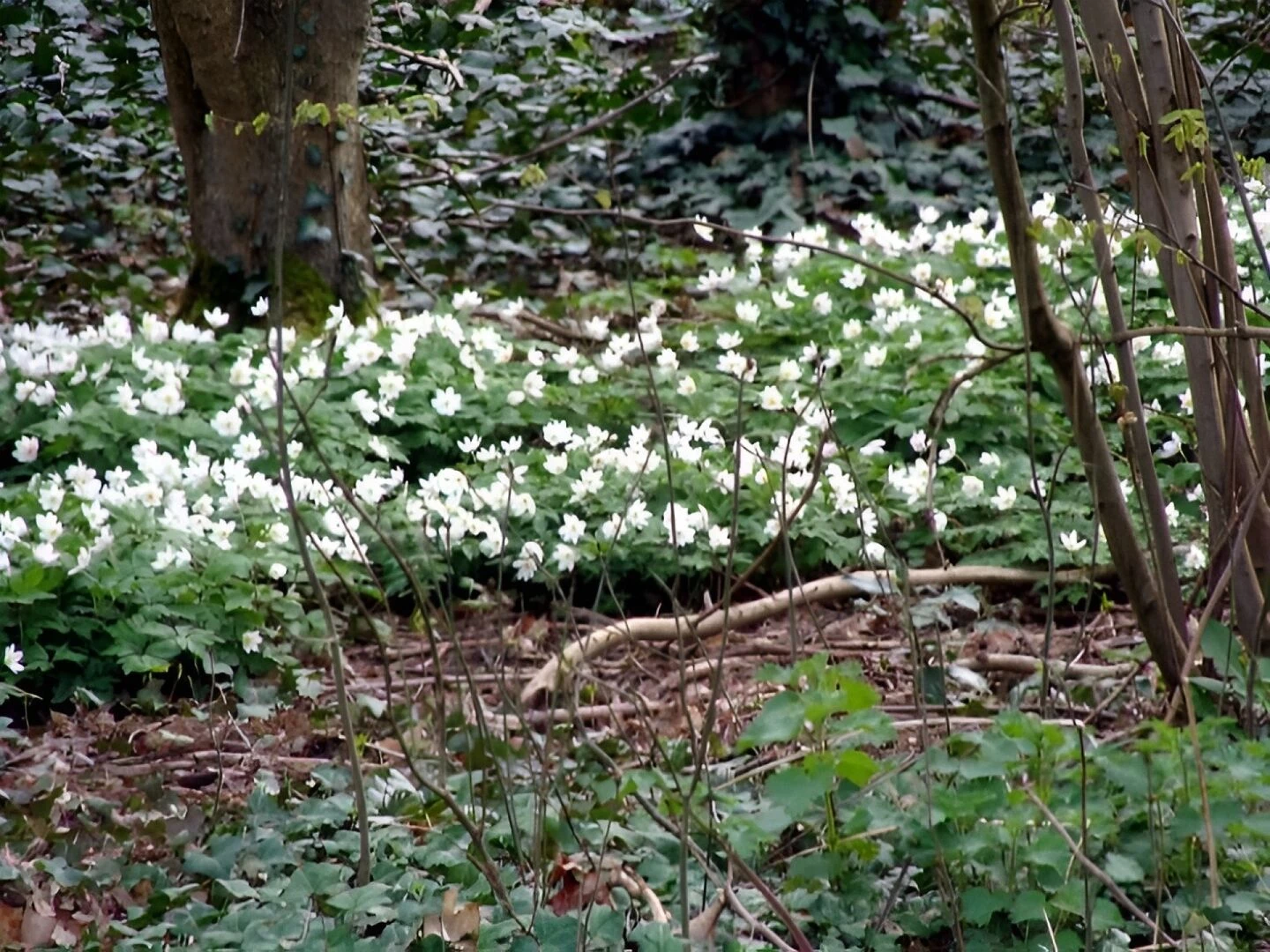wood anemone 1