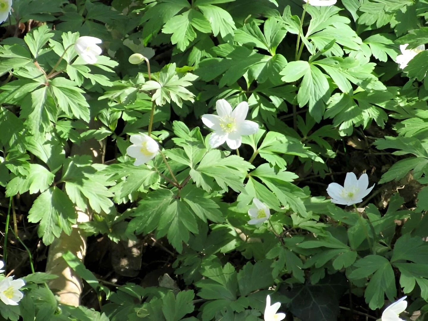 wood anemone 2