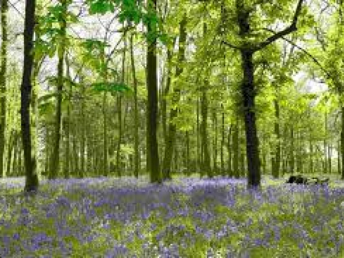 woodland 1