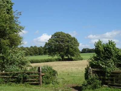 wychert wayimage