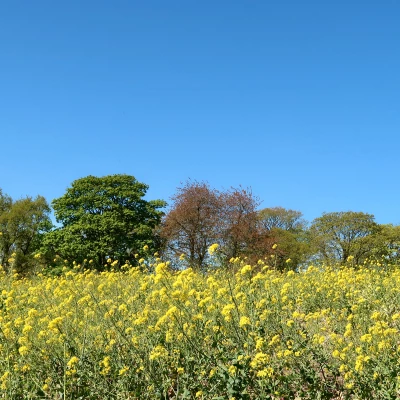 yellow 1