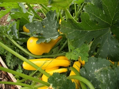 yellow courgettes at allotments