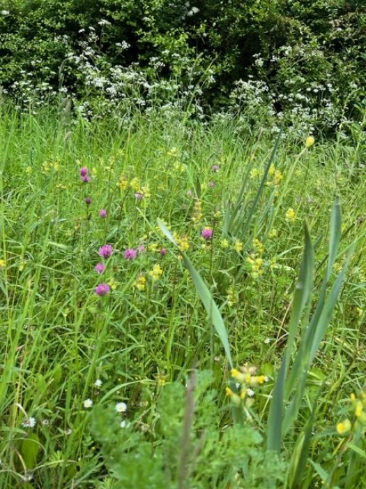 yellow rattle shares space with red clover